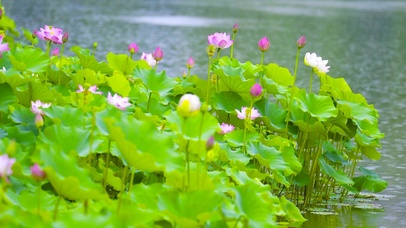 夏日雨天荷塘