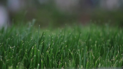 麦苗小麦绿油油的