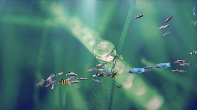 护眼水族箱游鱼群