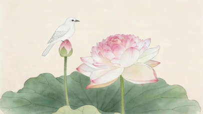 小清新荷花