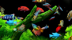 水族箱游鱼带鱼屛