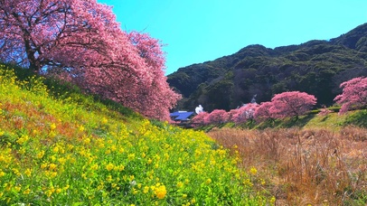 春天乡村樱花菜花开