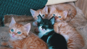 4K魔性可爱摇头猫