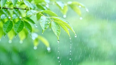 护眼绿叶小雨4K