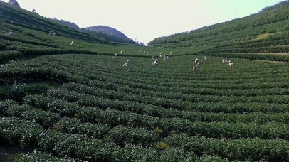 茶园茶山茶叶山茶花