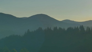 4K 高清 全景美丽高山松树