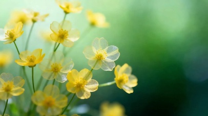 护眼花草