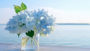 流水与绣球花