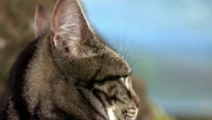 大脸猫