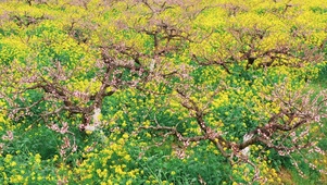 4K桃花林