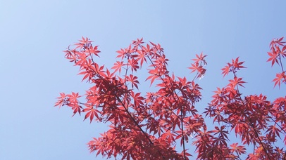 4k夏日阳光风吹枫叶蓝天