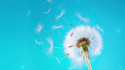 小清新唯美蒲公英