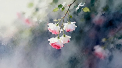 唯美小清新鲜花