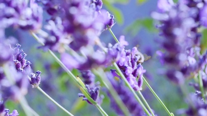 4K 高清 慢动作拍摄花丛蜜蜂