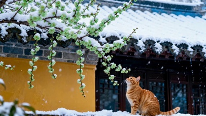 雪落古院绿梅萌猫