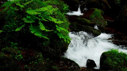 清凉绿草溪水流