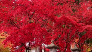 红树林