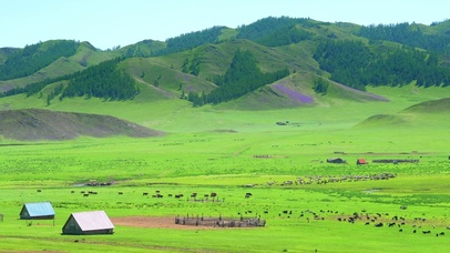 风吹草低牛儿羊