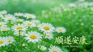 雨后雏菊清新护眼