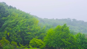 雨天山间竹林