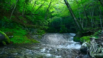 护眼绿林溪水
