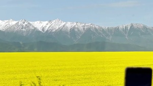 万亩油菜花
