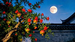 月夜古院石榴树花果同枝
