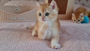 玩耍的小猫咪