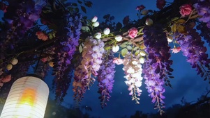 葡萄紫罗兰紫色治愈