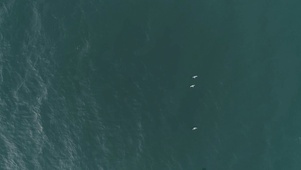 4K 高清 飞越海洋上空的海鸥