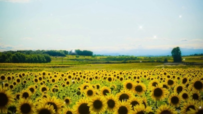 向日葵花海