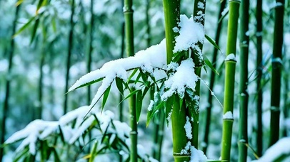 竹林的第一场雪4K