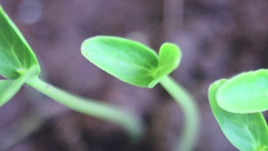 4K 高清 春芽黄瓜小植株
