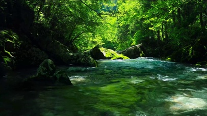初夏清凉绿林山涧