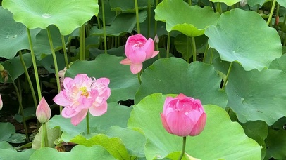 好运莲莲
