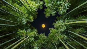 唯美的绿色竹林