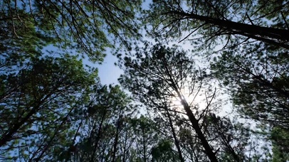 4K 高清 阳光下森林中松树