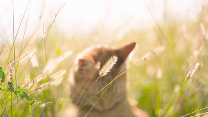 萌宠系列-阳光与猫咪