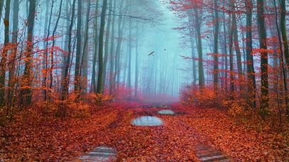 秋天枫林细雨落叶