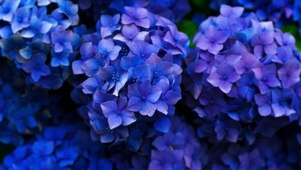 紫色绣球花