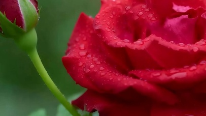 护眼花朵带鱼屏