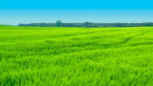麦田