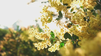 4K唯美小清新黄色合欢花朵春天