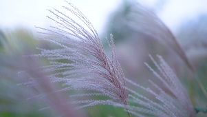 芦苇花