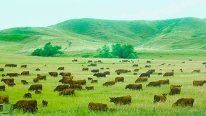高山草原牛群