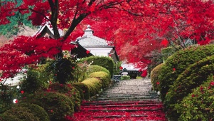 4K古道枫叶寺庙