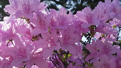 粉色花朵