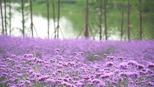 薰衣草花海
