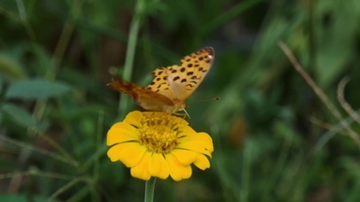 花蝴蝶高清动态壁纸