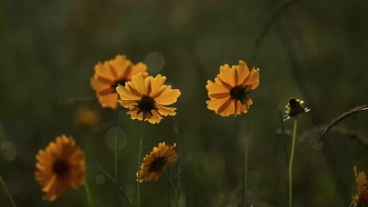 小清新护眼花朵